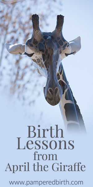Birth Lessons from April the Giraffe